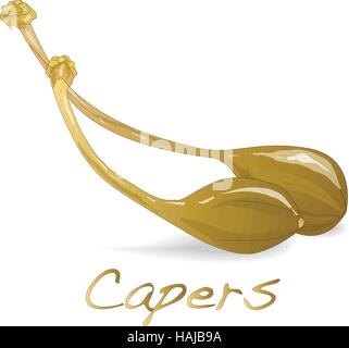 Canned capers vector illustration on white background Stock Vector