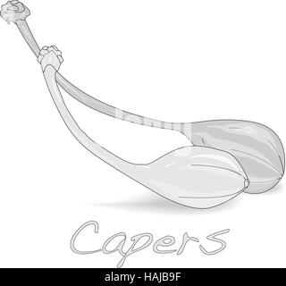 Canned capers vector illustration on white background Stock Vector