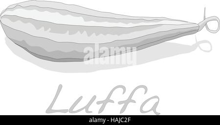 Fresh Angled luffa fruits vector isolated on white background Stock Vector