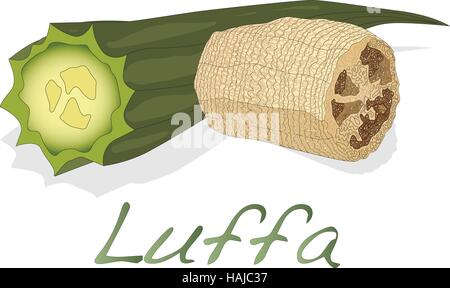 Angled luffa fruits vector isolated on white background Stock Vector