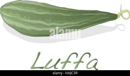 Fresh Angled luffa fruits vector isolated on white background Stock Vector