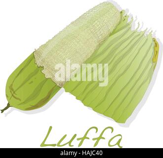 Fresh Angled luffa fruits vector isolated on white background Stock Vector