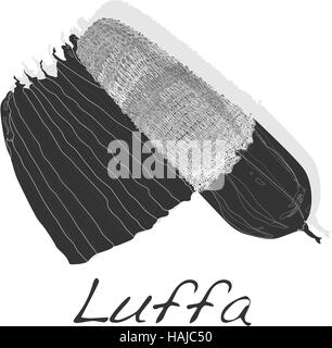 Fresh Angled luffa fruits vector isolated on white background Stock Vector