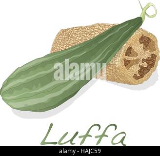 Angled luffa fruits vector isolated on white background Stock Vector