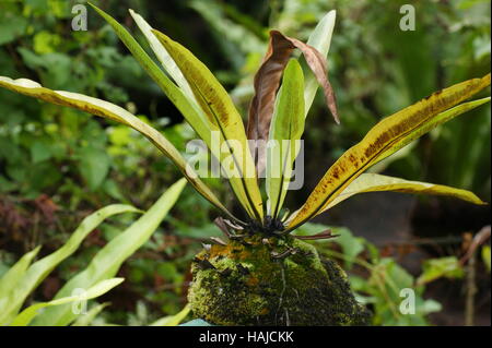 Asplenium nidus,  bird's-nest fern, nest fern.  Spores develop in sori on the underside of the fronds. Stock Photo