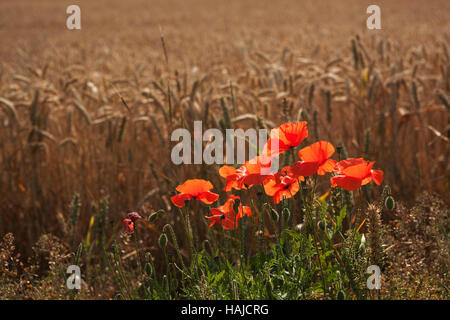 Field poppies on the edge of a corn field Stock Photo