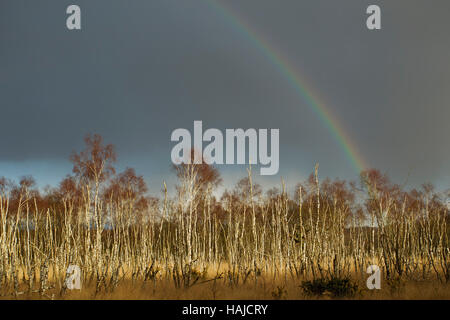Rainbow over a wood of nearly dead Birch trees Stock Photo