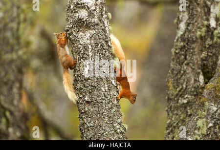 2 Red squirrels chasing each other on an old silver birch tree trunk Stock Photo