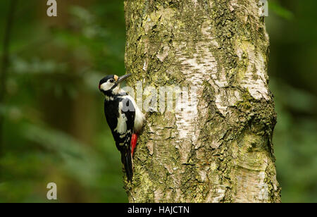 Female Great Spotted Woodpecker holding on to a tree Stock Photo