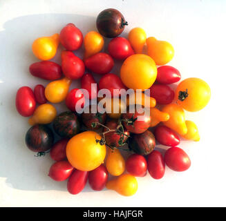 Pile of various red and yellow tomatoes on white studio  background. Multicolored various tomatoes included yellows and reds ready for kitchen process Stock Photo