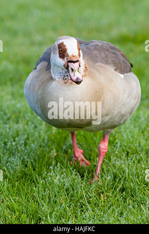Egyptian Goose (Alopochen aegyptiacus). Adult plumage. Potter Heigham. Norfolk Broads. Broadland. Stock Photo