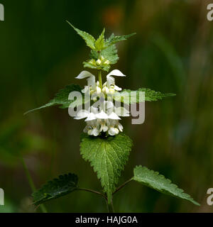 The White nettle (Lamium album) are rather similar to the Stinging nettle but do not sting on a defocused dark green background Stock Photo