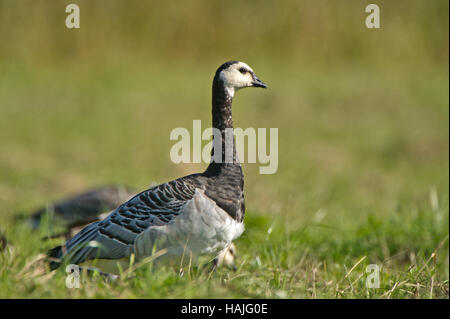 The Barnacle Goose (Branta leucopsis) on watch in the grass with a defocused green background Stock Photo
