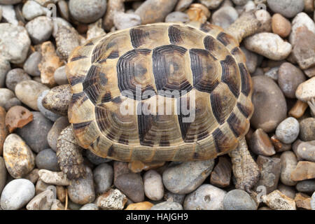 Mediterranean Spur-thighed Tortoise (Testudo graeca). Juvenile. Profile. Carapace. Shell. Growth rings on scutes. Stock Photo