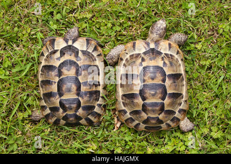 Mediterranean Spur-thighed Tortoises (Testudo graeca). Juveniles. Siblings, captive bred. Carapace. Shell. Growth rings on scutes. Stock Photo