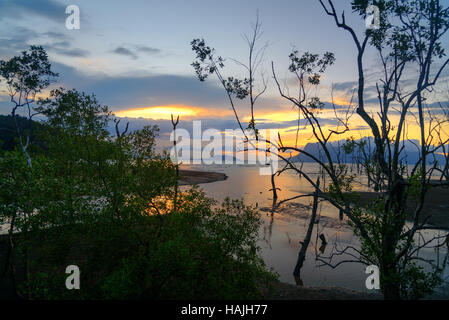 Dead mangrove trees on beach at sunset. Bako National Park, Sarawak. Borneo. Malaysia Stock Photo