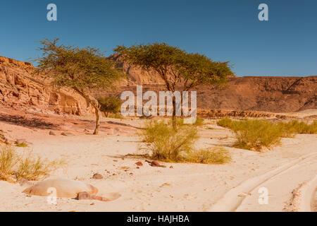 dry desert and tree sinai egypt Stock Photo