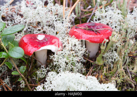 russula mushrooms in the woods, in the moss Stock Photo