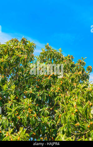 Fruiting loquat (Eriobotrya japonica) growing in Portofino National Park San Fruttuoso Italy Stock Photo