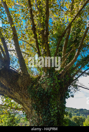 Black Poplar tree (populus nigra) Herefordshire UK Stock Photo