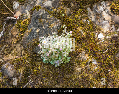 Sedum Album (White Stone Crop) growing on rock in the San Fruttuoso region of the Portofino National Park Italy Stock Photo