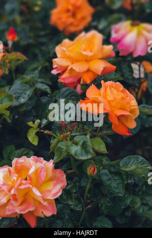 Rose Growing In Back Yard Stock Photo