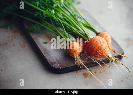 Bunch of small, round carrots (Parisian Heirloom Carrots). A bunch of carrots and leafy tops on a wooden board Stock Photo