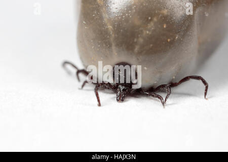 Mature and engorged tick (Ixodes ricinus) Stock Photo