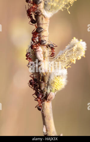Horse ants tending to willow aphids on a willow Stock Photo