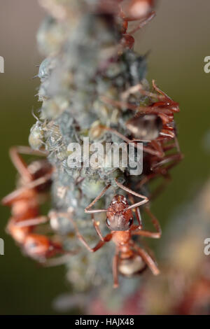 Horse ants tending to willow aphids on a willow Stock Photo