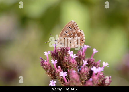 Common blue butterfly on a verbena Stock Photo