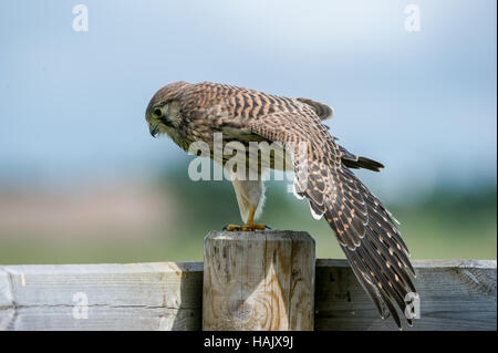 The beautiful juvenile kestrel (Falco tinnunculus) stretches the wings on top of the fence with a nice bokeh in the background Stock Photo