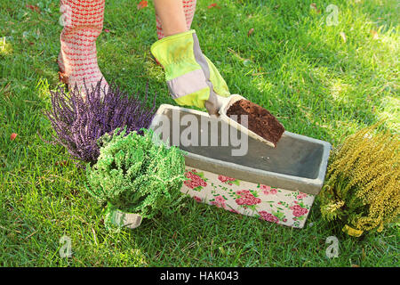 gardener preparing to plant flowers in pot with soil Stock Photo