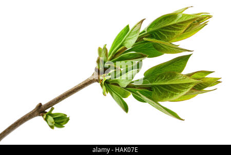 spring tree branch with fresh buds isolated on white Stock Photo