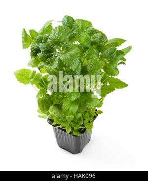 fresh potted melissa isolated on white Stock Photo