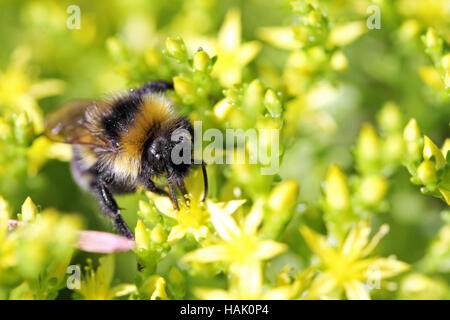 macro shot of bee collects nectar from flowers Stock Photo