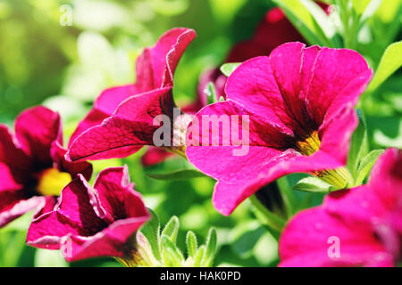 beautiful closeup of purple petunias Stock Photo