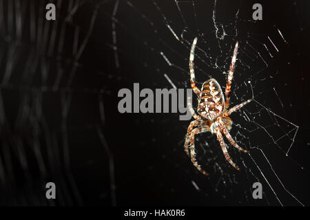 macro shot of spider in web Stock Photo
