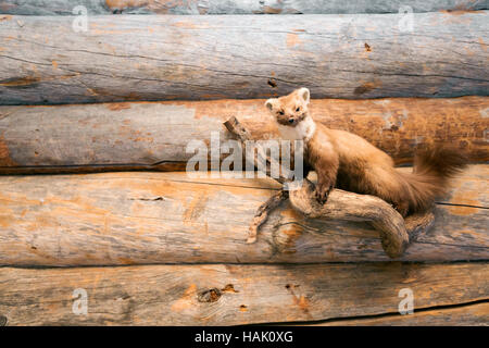 hunting trophy - stuffed marten on wooden wall Stock Photo