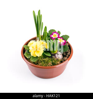flowerpot with spring flowers isolated on white background Stock Photo