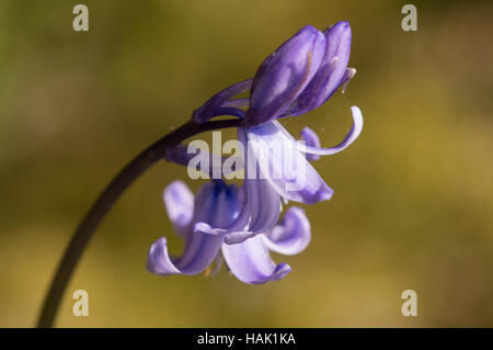 A close-up of a Common Bluebell (Hyacinthoides non-scripta) flower. Stock Photo