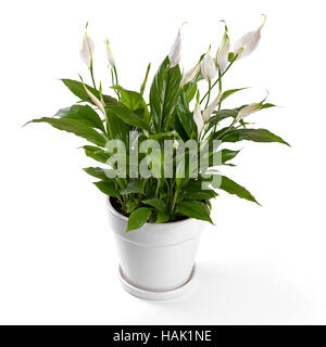 potted spathiphyllum flower isolated on white background