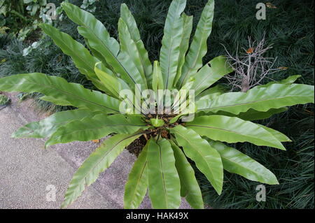 Asplenium nidus,  bird's-nest fern, nest fern Stock Photo