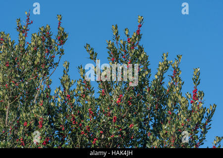 Holly / Ilex aquifolium tree with red poisonous holly berries seen against blue autumn sky. Stock Photo