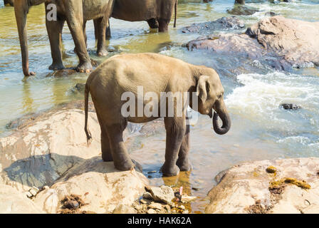A baby Elephant bathing in a river, Kandy, Sri Lanka Stock Photo