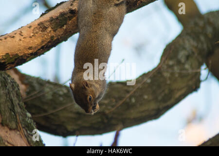Acrobatic grey squirrel (Sciurus carolinensis) eating bark whilst hanging from a tree branch - animal humour Stock Photo