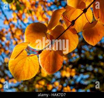 Back lit tree leaves in autumn Stock Photo