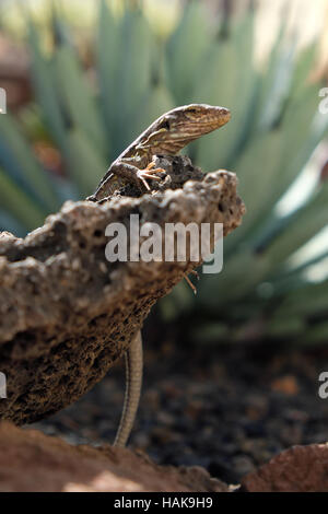 lizard sitting on stone Stock Photo