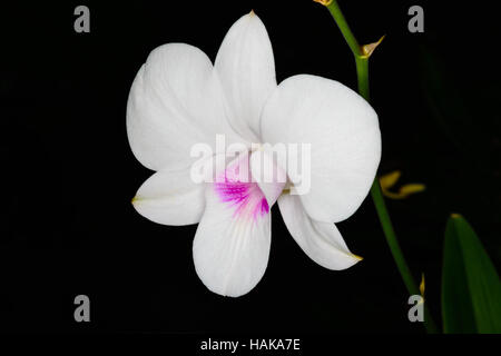 Beautiful white orchid on dark background. Stock Photo
