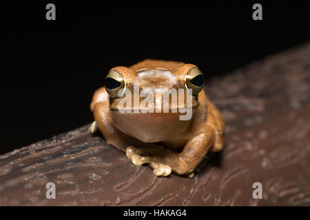Portrait of frog - Spot-legged Tree Frog Stock Photo